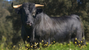 Un toro de lidia en una dehesa.